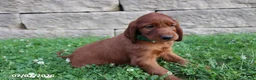 Irish Setter dogs for sale: Cocoa - Ad 2