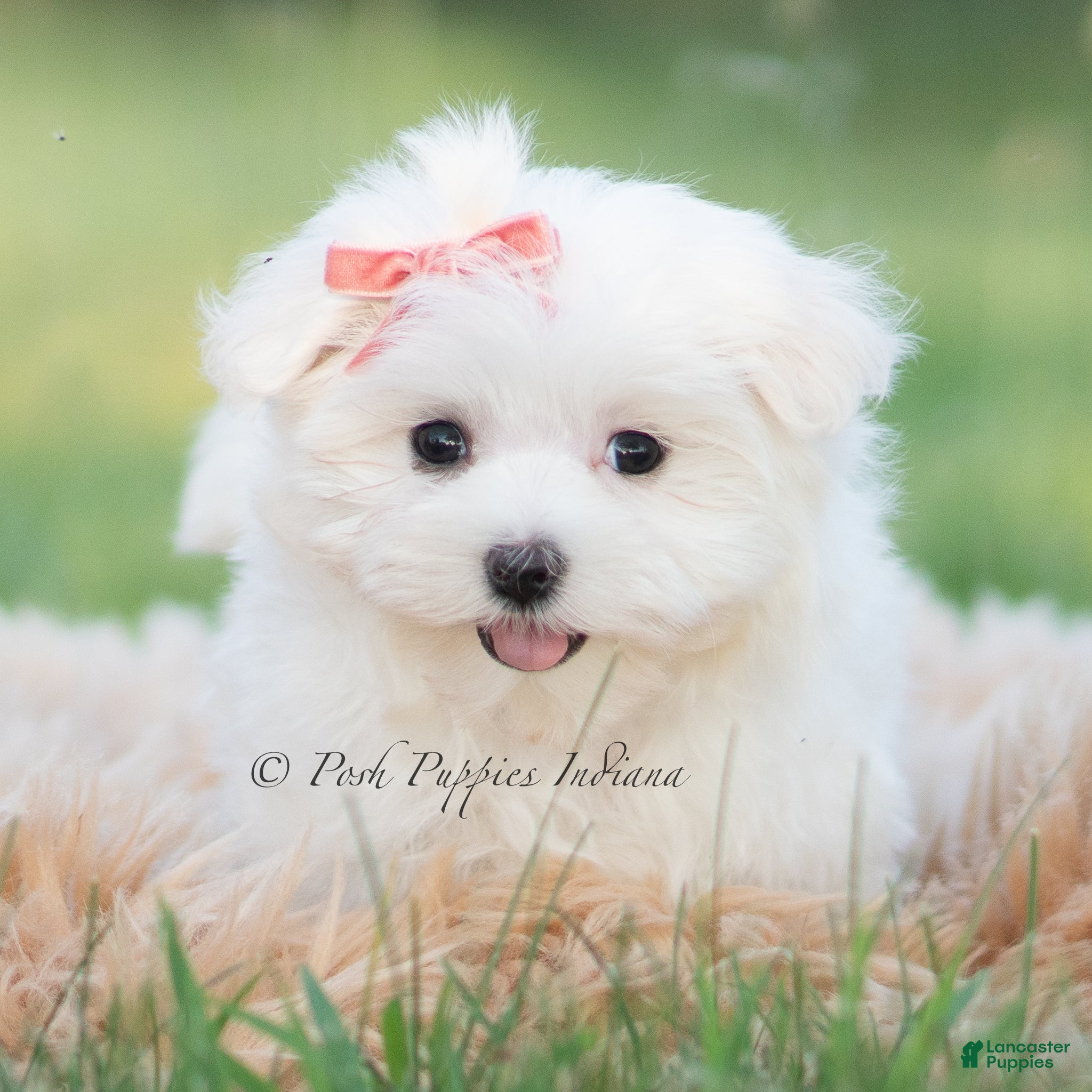 Maltese dogs Tulip - Ad 37