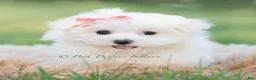 Maltese dogs for sale: Tulip - Ad 1