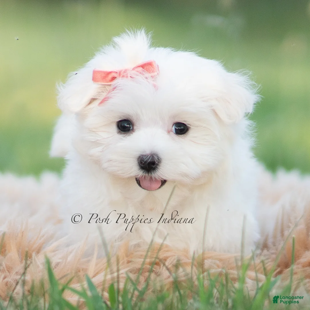 Maltese dogs for sale: Tulip - Ad 1