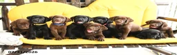 Labrador Retriever dogs for sale: Barkley - Ad 3