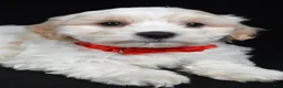 Maltipoo dogs for sale: Tucker - Ad 3
