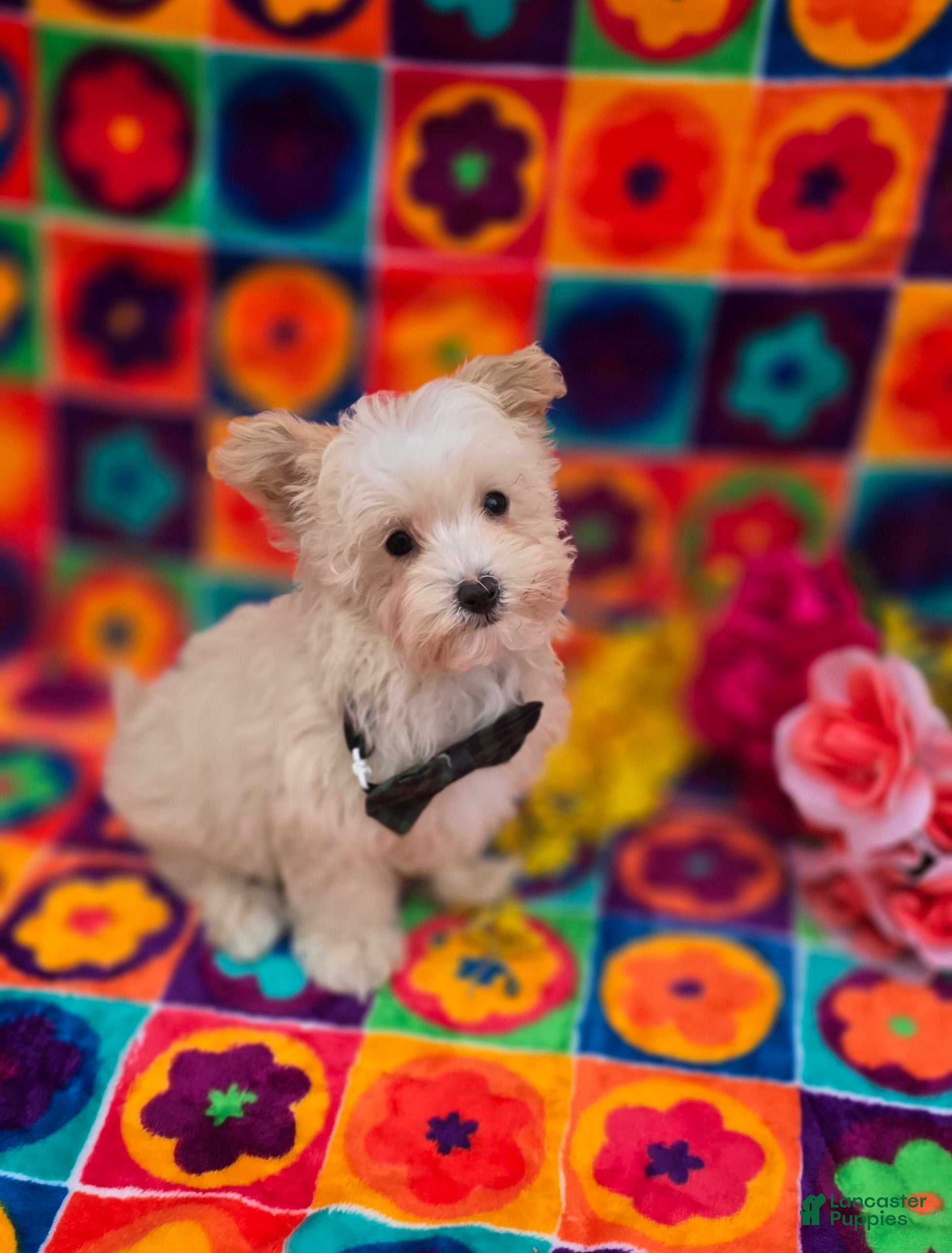 Maltipoo dogs Ice - Ad 2