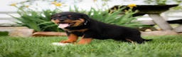 Rottweiler dogs for sale: Unix - Ad 4