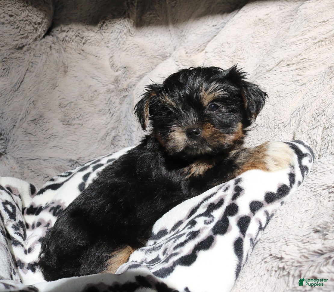 Shorkie dogs Blair - Ad 1