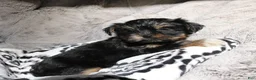 Shorkie dogs for sale: Blair - Ad 1
