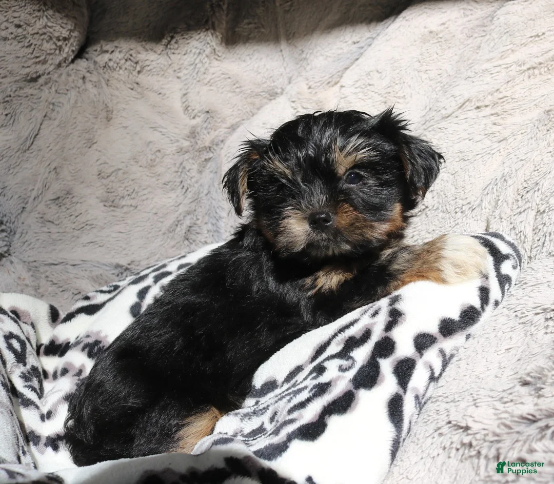 Shorkie dogs for sale: Blair - Ad 1