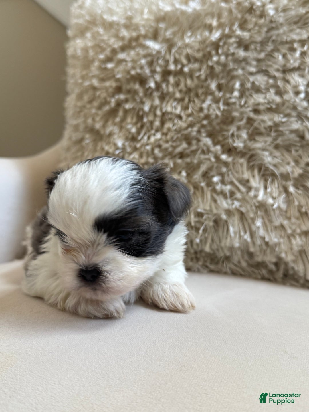 Shih Tzu dogs for sale: Shih Tzu Puppy 3 - Ad 2