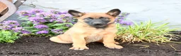 Belgian Malinois dogs for sale: Koda - Ad 4