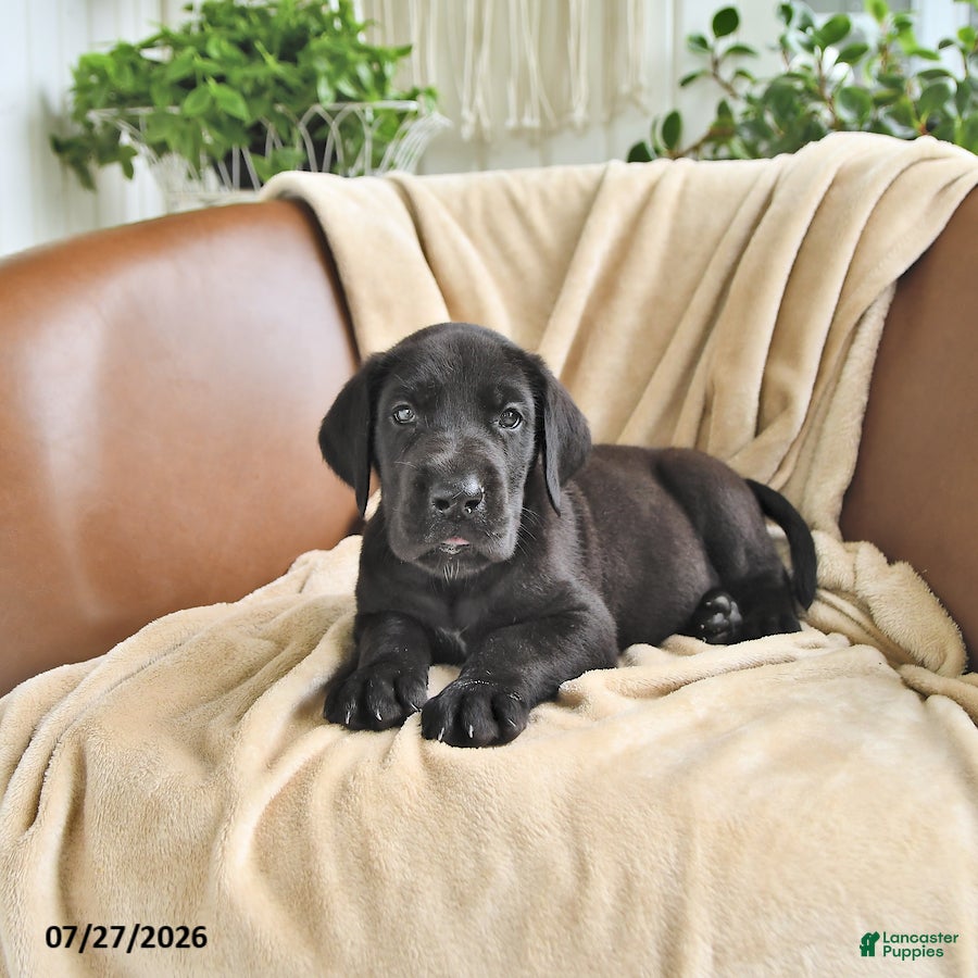Great Dane dogs Bango - Ad 2