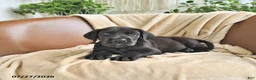 Great Dane dogs for sale: Bango - Ad 2