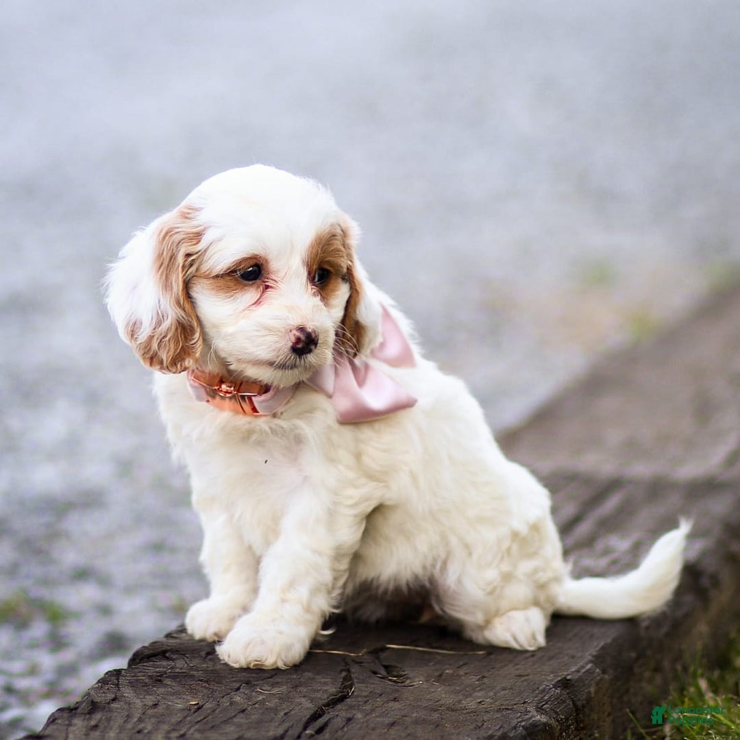 Goldendoodle dogs for sale: Odette - Ad 13