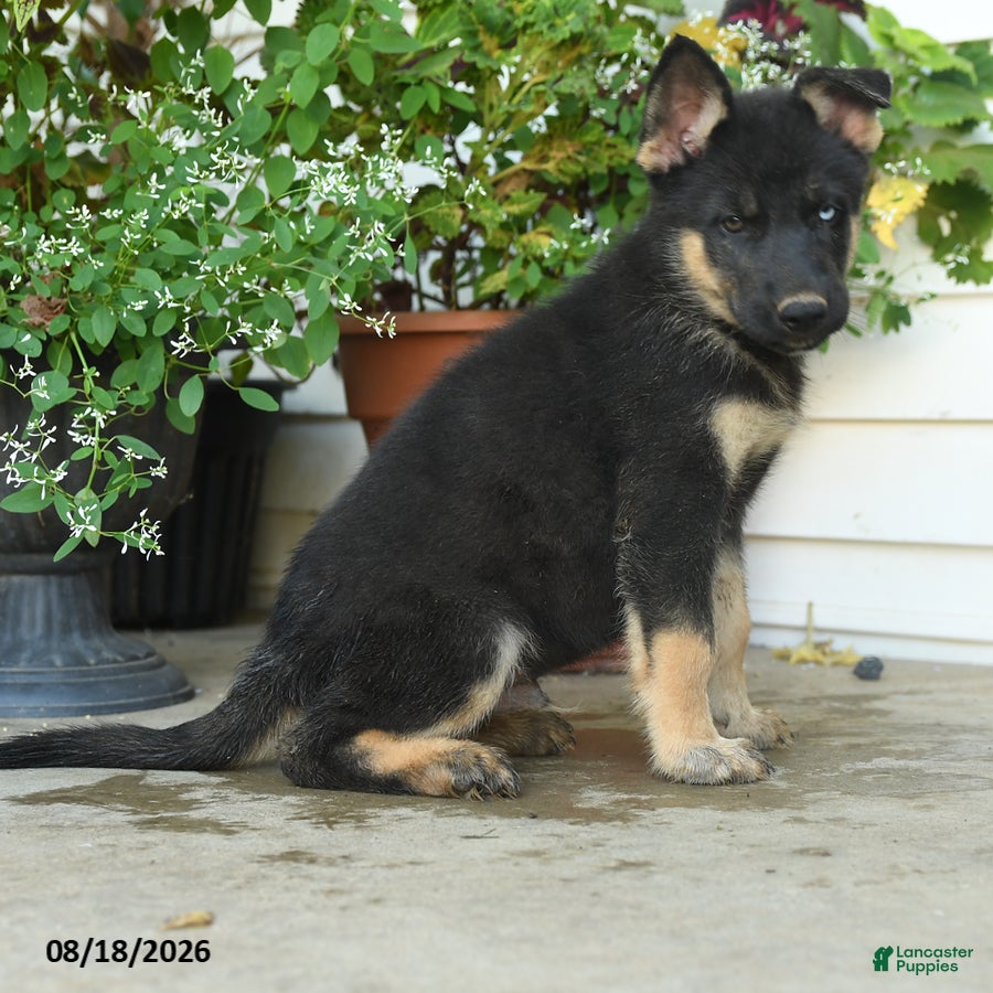 Gerberian Shepsky dogs Thor - Ad 2