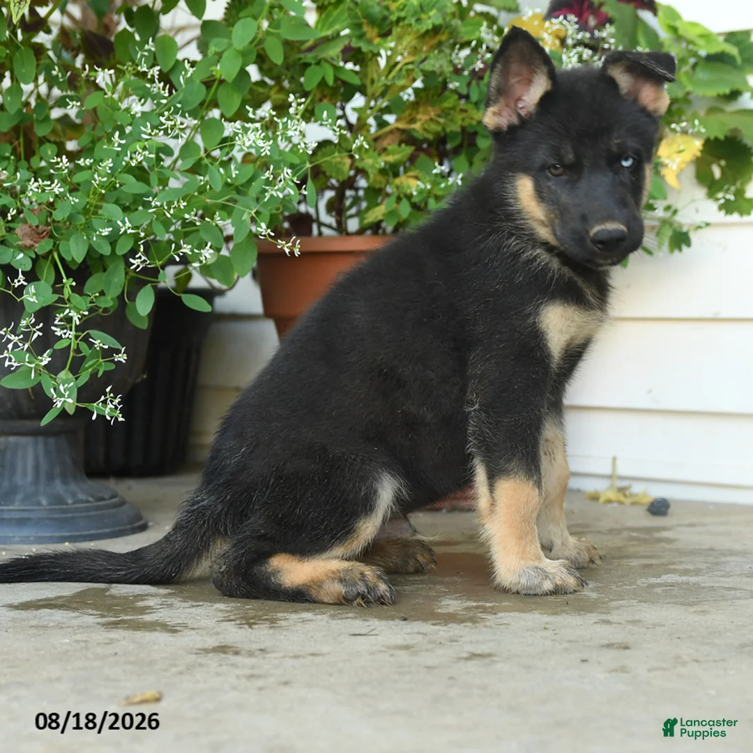 Gerberian Shepsky dogs for sale: Thor - Ad 2