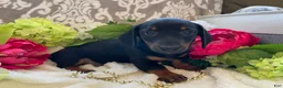 Miniature Dachshund dogs for sale: Prince - Ad 5