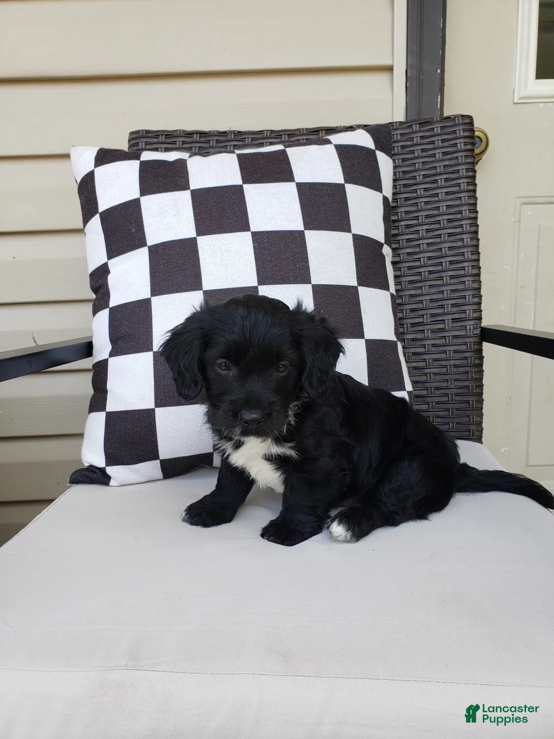 Yorkiepoo dogs for sale: Yorkiepoo 1 - Ad 1