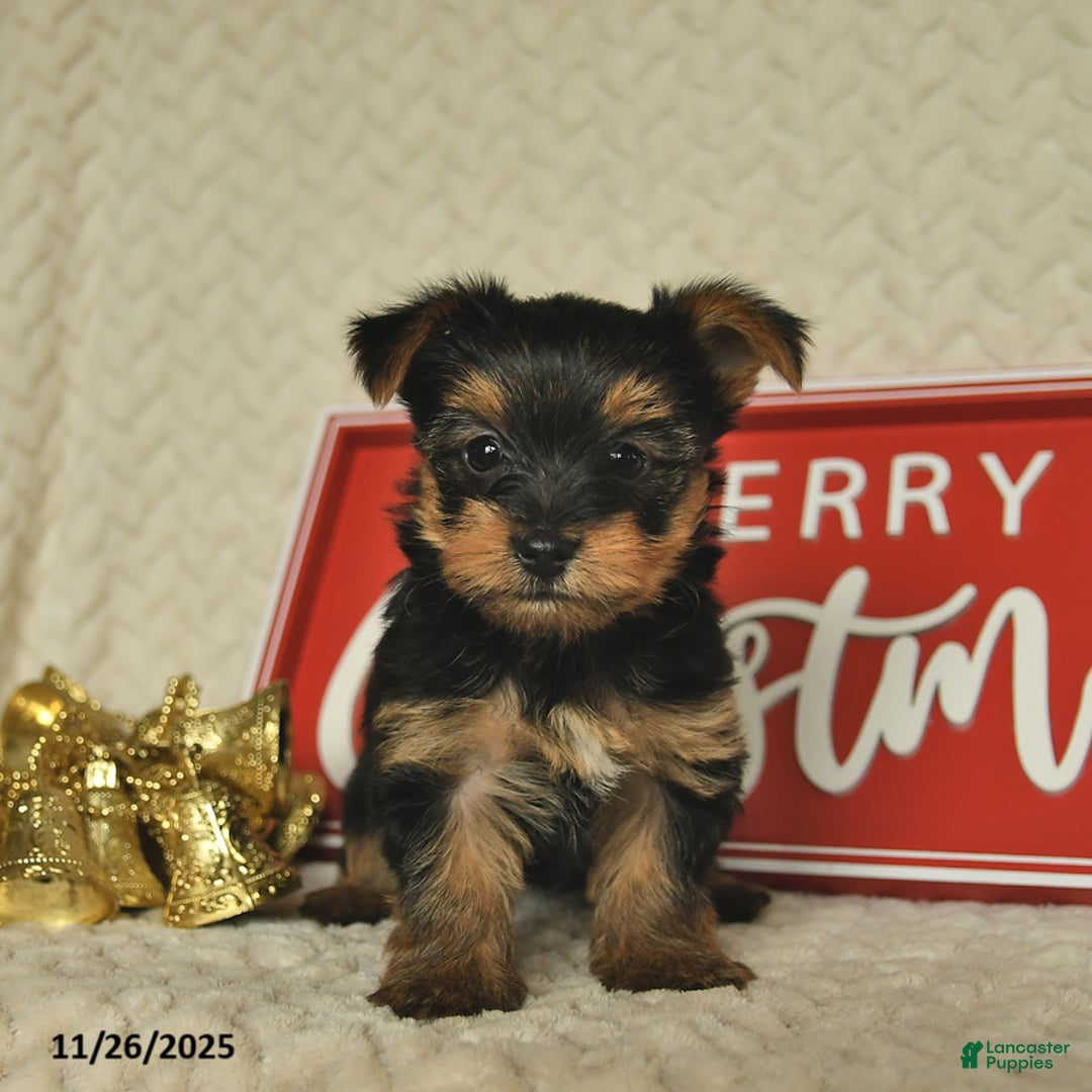 Yorkiepoo dogs for sale: Dustin  - Ad 7