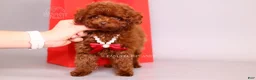 Toy Poodle dogs for sale: Erling teacup brown b-b - Ad 8