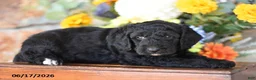 Mini Goldendoodle dogs for sale: Westley - Ad 2