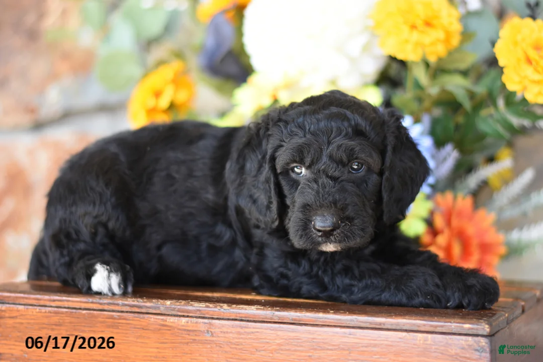 Mini Goldendoodle dogs for sale: Westley - Ad 2