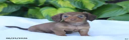 Miniature Dachshund dogs for sale: Tessa - Ad 3