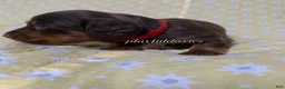 Miniature Dachshund dogs for sale: Tootsie - Ad 41