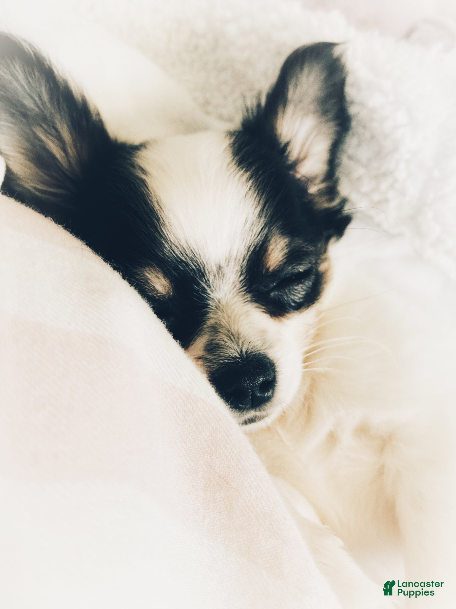Chihuahua dogs Chihuahua Puppy 1 - Ad 2