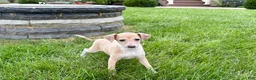 Italian Greyhound dogs for sale: Italian Greyhound female 2 fawn and white  - Ad 7