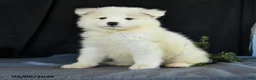 Samoyed dogs for sale: Dena - Ad 3