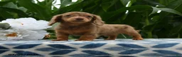 Miniature Dachshund dogs for sale: Sketcher - Ad 2