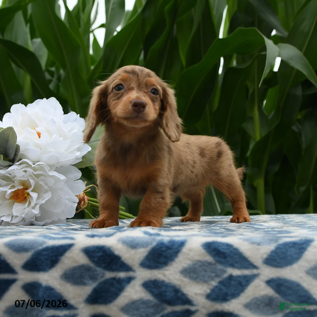 Miniature Dachshund dogs for sale: Sketcher - Ad 2
