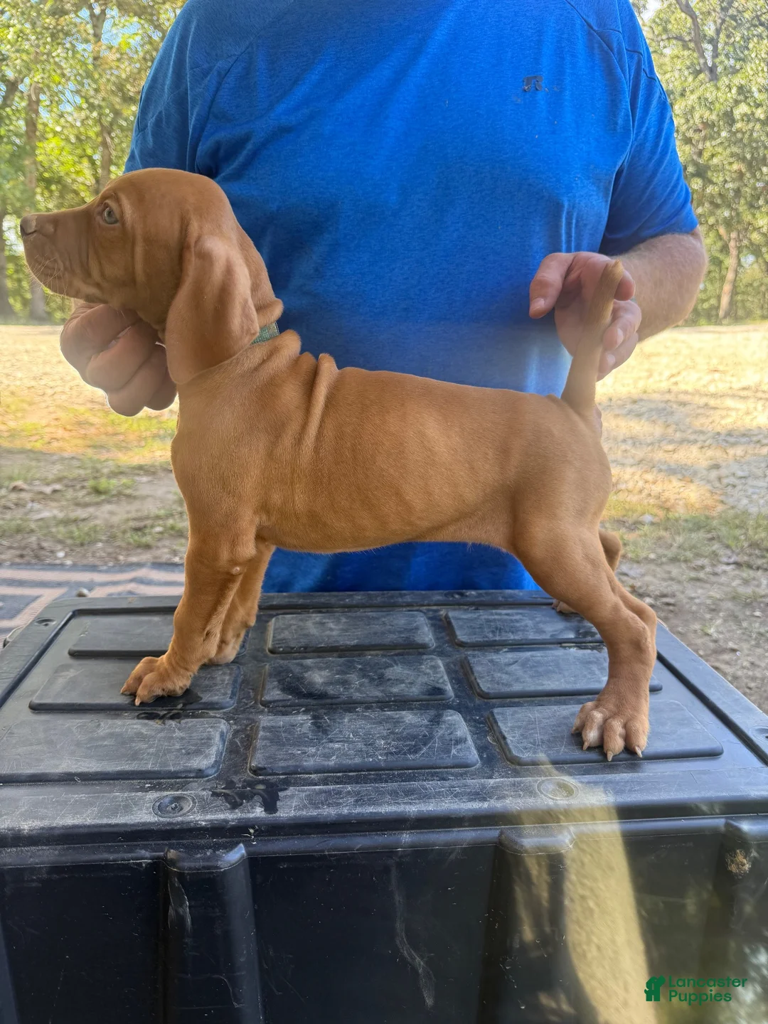 Vizsla dogs for sale: Green - Ad 2