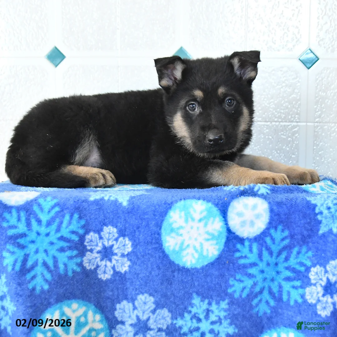 German Shepherd dogs for sale: Uriah - Ad 2