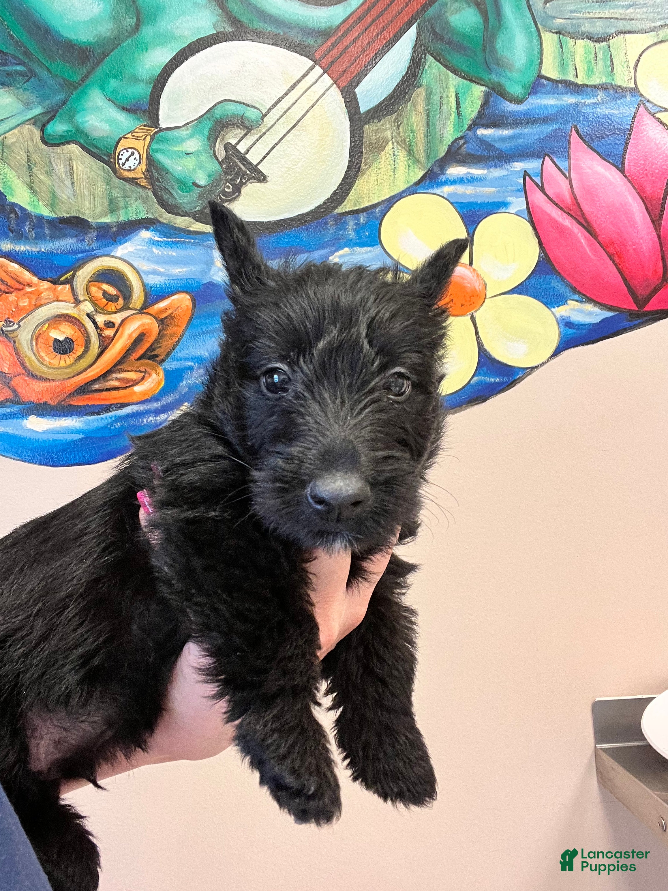 Scottish Terrier dogs for sale: Scottish Terrier 3 - Ad 2