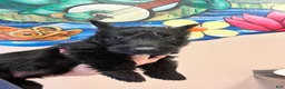 Scottish Terrier dogs for sale: Scottish Terrier 3 - Ad 2