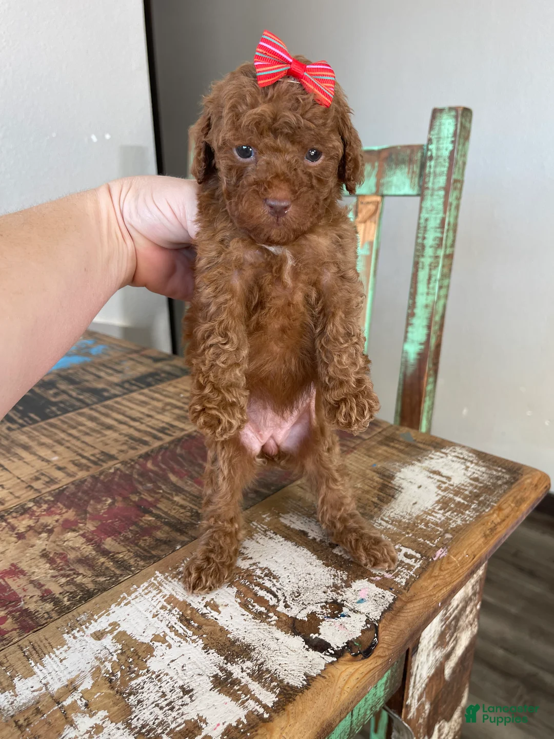 Toy Poodle dogs for sale: Akc Bred Color Red Red Bow - Ad 15