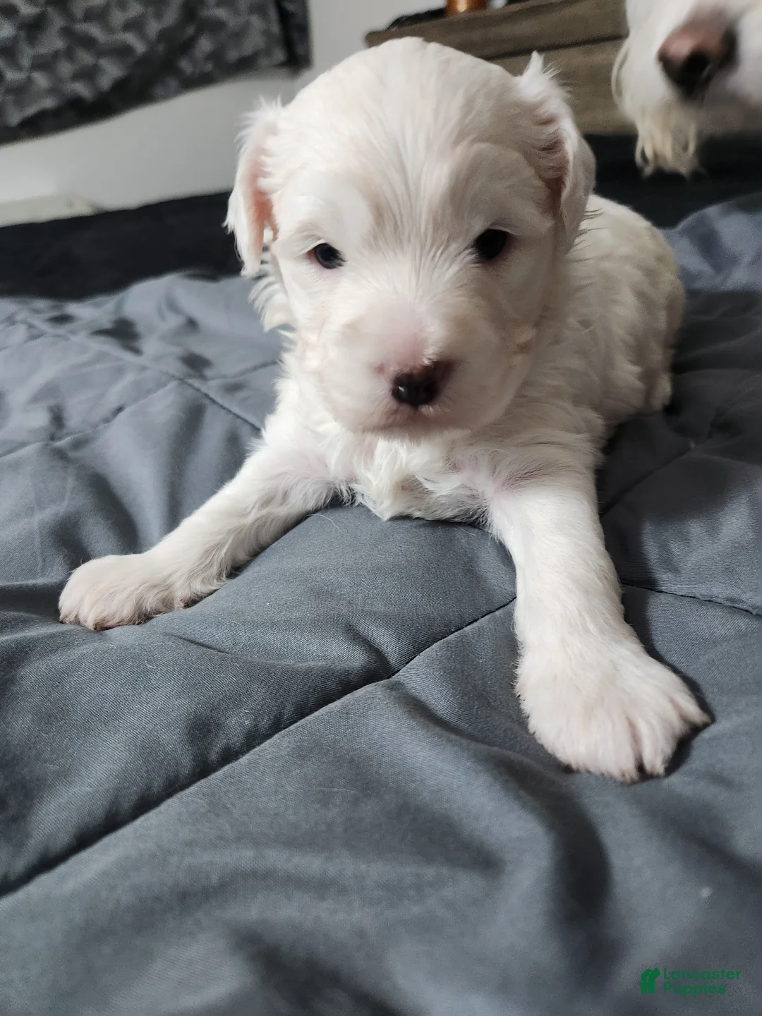 Maltipoo dogs for sale: Maltipoo Puppy 2 - Ad 1