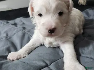 Maltipoo dogs Maltipoo Puppy 2 - Ad 3