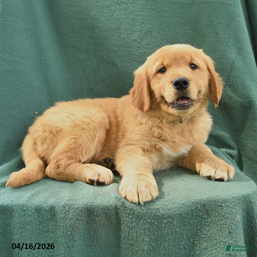 Golden Retriever dogs Randy - Ad 2