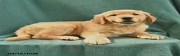 Golden Retriever dogs for sale: Randy - Ad 2