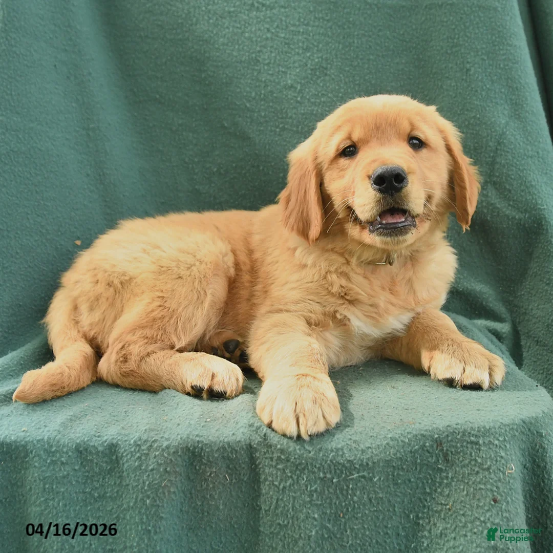 Golden Retriever dogs for sale: Randy - Ad 2
