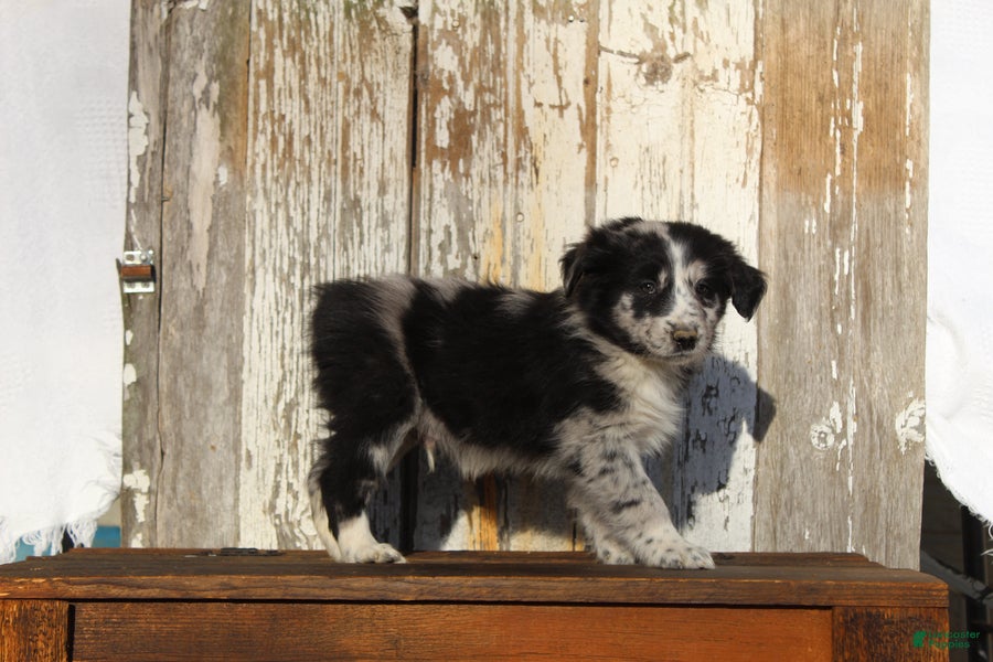 Australian Cattle Dog dogs Sam - Ad 2