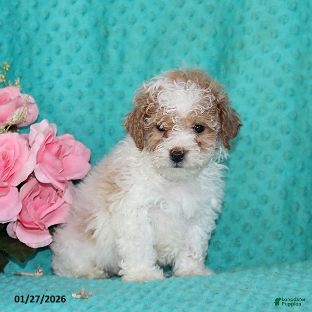 Bichpoo dogs Harvey - Ad 3