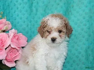 Bichpoo dogs Harvey - Ad 3