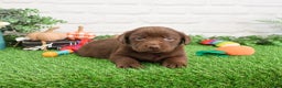 Labrador Retriever dogs for sale: Nutmeg - Ad 8