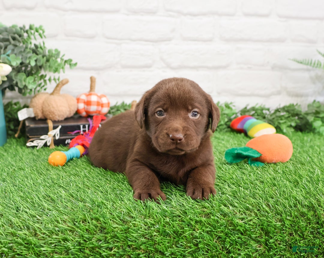 Labrador Retriever dogs for sale: Nutmeg - Ad 8