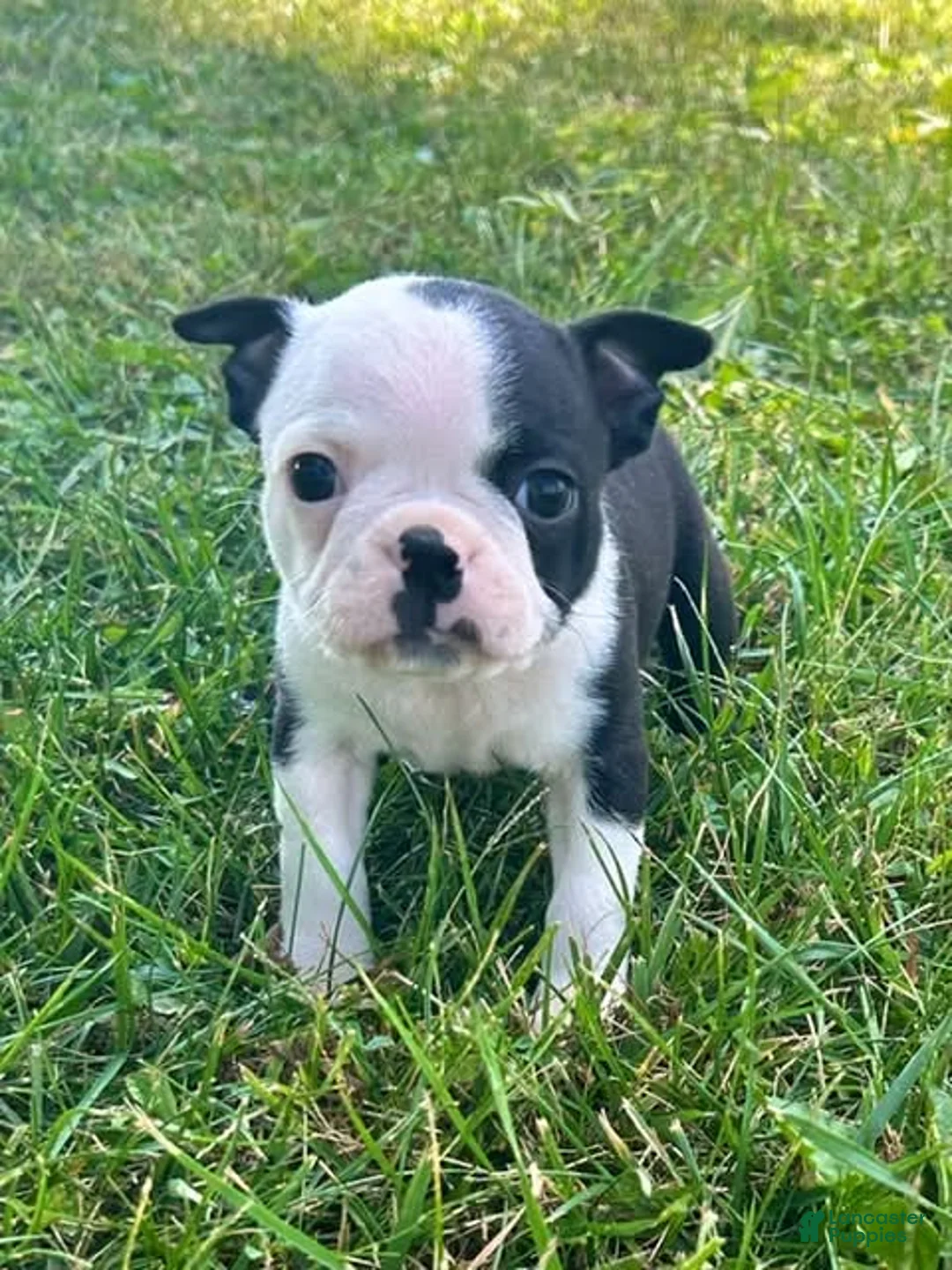 Boston Terrier dogs for sale: Ursa - Ad 1