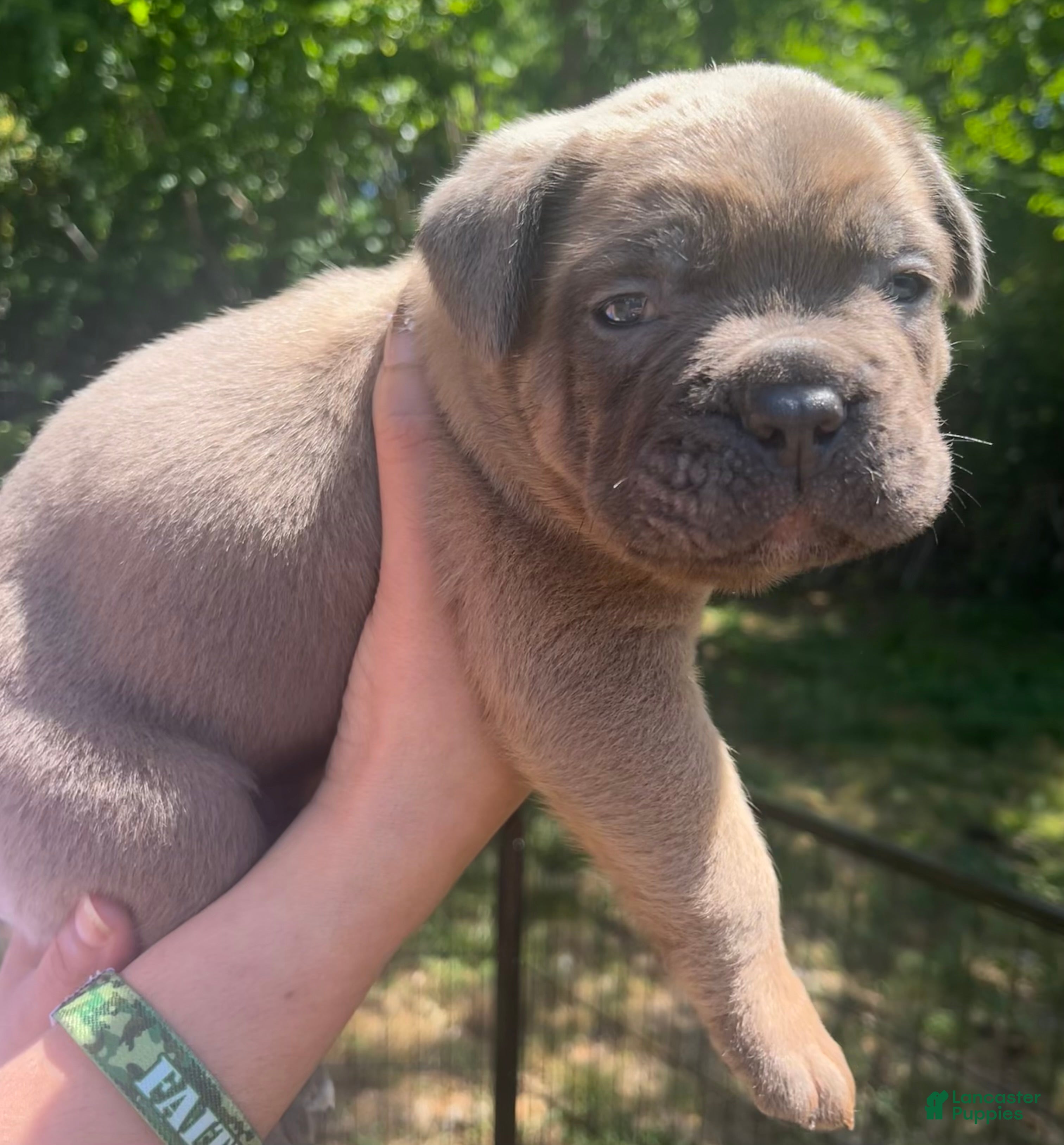 Cane Corso dogs for sale: Orange collar - Ad 24