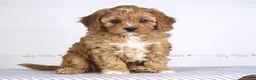 Cavapoo dogs for sale: Tommy - Ad 3