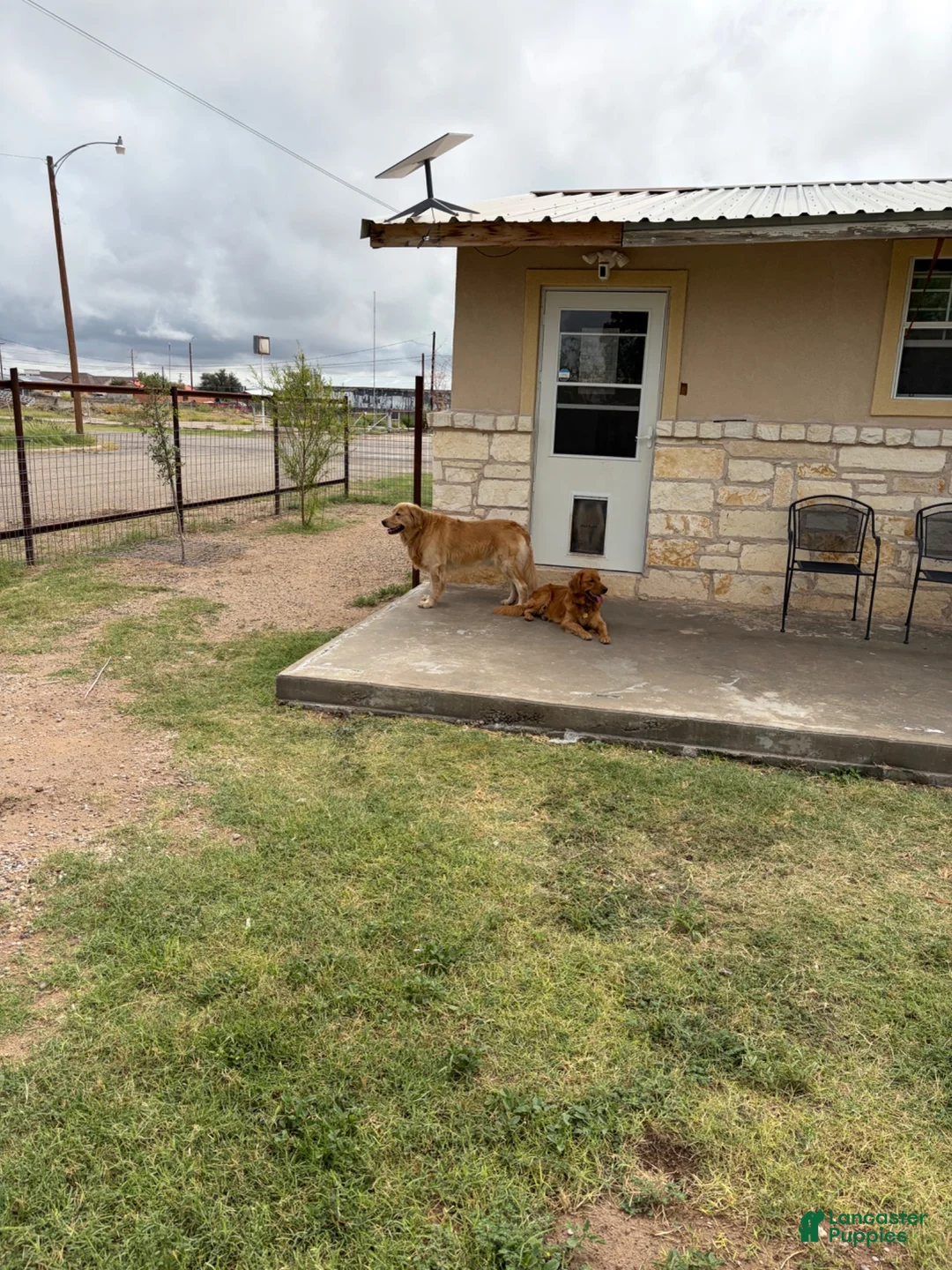 Golden Retriever dogs for sale: Golden Retriever 4/ maple - Ad 2